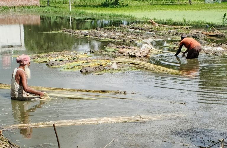কাউনিয়ায় সোনালী আঁশে সোনালী স্বপ্ন কৃষকের