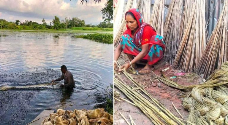 গোপালগঞ্জে চান্দা বিলের পাটের মৌসুমি কাজে ঘুরছে হাজারো শ্রমজীবী পরিবারের ভাগ্যের চাকা