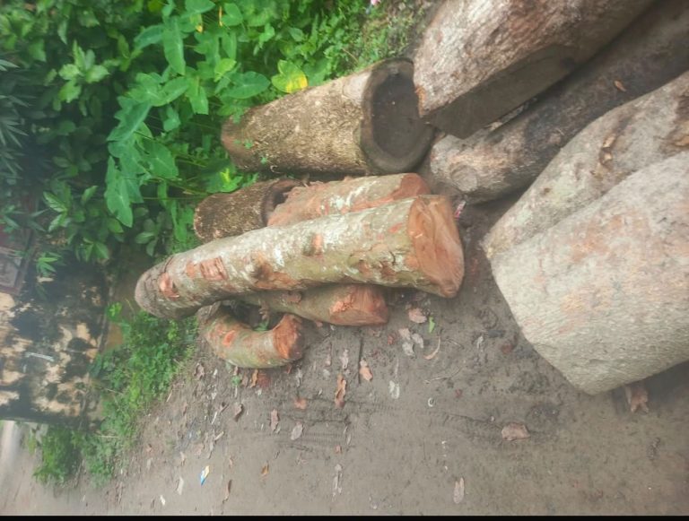 কাশিয়ানীতে সরকারি পুকুরপাড়ের ১১ গাছ বিক্রির অভিযোগ