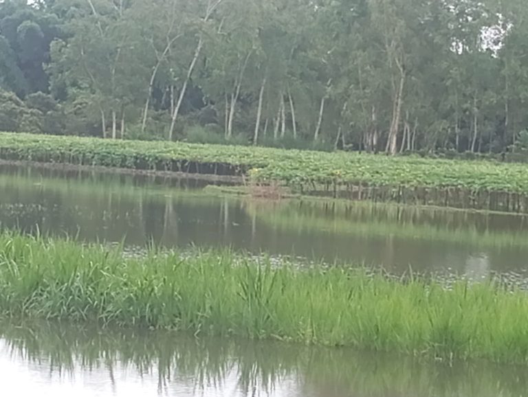 ভোমরাদহে উজানের পানিতে ভেসে জলাবদ্ধতা সৃষ্টি
